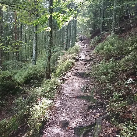 Le Petit Et La Rose *